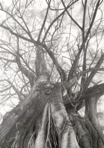 Lehdetön puu, Leafless Tree, 2026 Pencil on paper, 60 x 42 cm